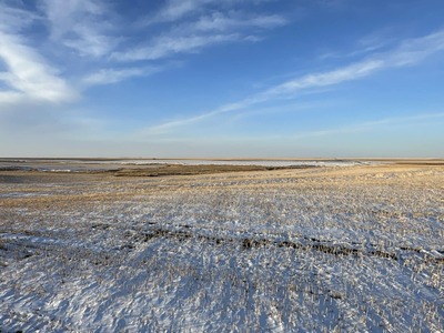 Online Auction Kit Carson County Dryland with Pheasant Habitat